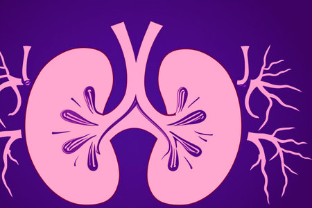 Kidney. Human kidney cross section. Menschliche Nieren. Human kidney Stones Medical Concept. Beautiful abstract kidneys with nebula dust concept, contemporary colors and mood partnerの素材