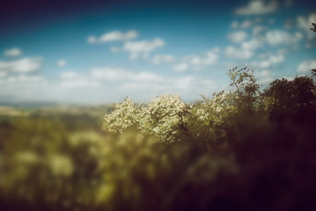 Analog photography. Landscape. Landscape with analog photography.の素材