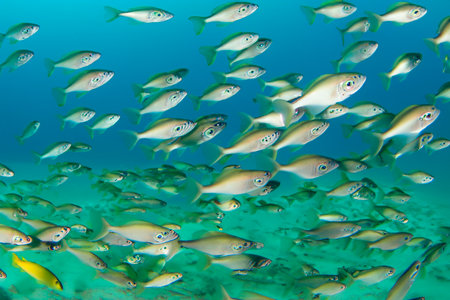 Fish. Fishes. Bank of fish in the sea and fish killed by climate change. The Mediterranean increases in temperature and salinity in all its depth ranges. School of fish.の素材