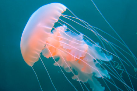 Jellyfish. Jellyfishs. Colorful jellyfish underwater. Shellfish moving in the water. Jellyfish 3D illustration background. Jellyfish swim in the sea, light passes through the waterの素材