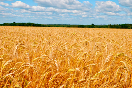 Cereal. Wheat. Wheat field. Cereal field. Conflict over grain between Russia and Europe. Wheat field. Golden wheat ears close up. Beautiful rural landscape under bright sunlight aの素材