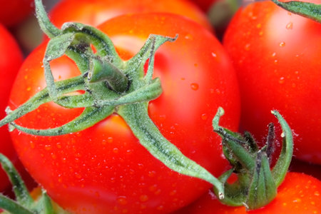 tomatoes. Set of tomatoes. Set of Cherry Tomatoes. Red and green tomatoes in the garden. Pile on top of each other. Texture. Possible cause of salmonella in Europe with hundreds ofの写真素材