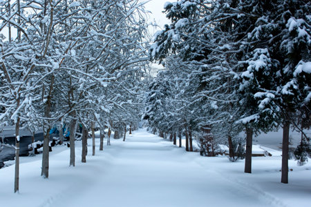 Snow. White blanket of snow. Winter concept. Snow covered streets. White cloak Christmas concept. Winter road and landscape of frozen trees. Free space for your decoration. sceneryの素材