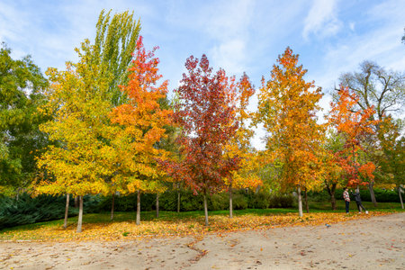 Autumn. Autumn landscape. Autumn colors. Forest route. Orange color tree, red brown maple leaves in autumn city park. Beautiful orange and yellow leaves. Blurry park. Autumn natureの写真素材