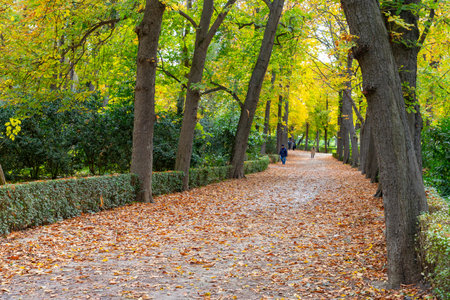Autumn. Autumn landscape. Autumn colors. Forest route. Orange color tree, red brown maple leaves in autumn city park. Beautiful orange and yellow leaves. Blurry park. Autumn natureの写真素材