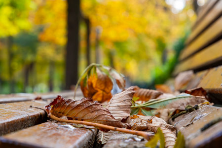 Autumn. Autumn landscape. Autumn colors. Forest route. Orange color tree, red brown maple leaves in autumn city park. Beautiful orange and yellow leaves. Blurry park. Autumn natureの写真素材
