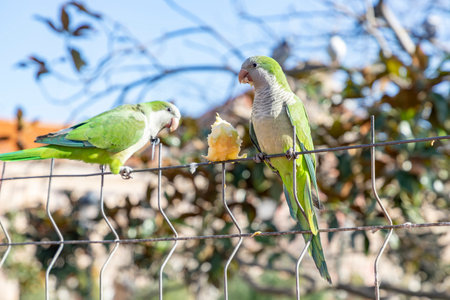 Parrot. Argentine parrot eating on a railing outdoors with copy space. A pair of Argentine parrots hanging and fluttering on the branches of a tree. Bird in a parkの写真素材