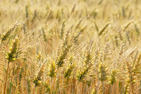 Wheat. Wheat field. Golden wheat field and sunny day. Flour. Ears of wheat on a background of the field. Shallow depth of field. Countryside landscape.の写真素材