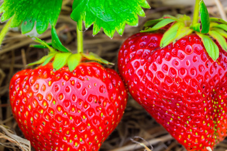 Strawberries. Red large ripe strawberries close-up. Harvest berries. Red strawberries background. Food background.の写真素材
