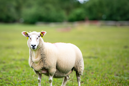 Sheep. Isolated dike sheep is looking at you from its meadow on farm background. Sheep and lambs. Isolated lamb with grazing sheep in background.の写真素材
