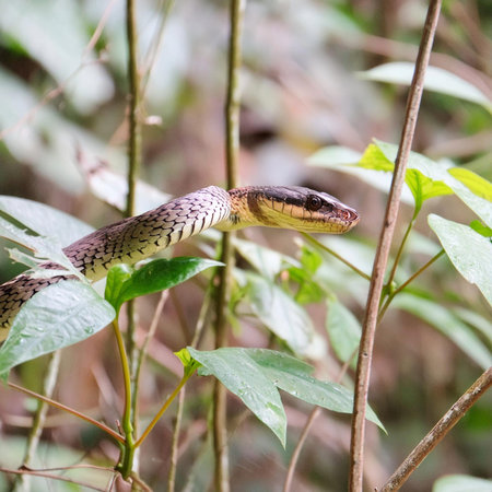 Snake. World snake day. 16 July. Attacking snake / Atheris nitschei. Snake in the tropical jungle...