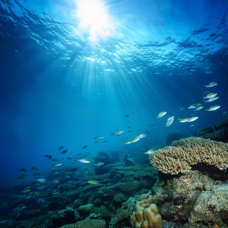 Underwater. Underwater Background Of The Ocean Bottom. Dark blue ocean surface seen from underwater. Underwater with fishes. Turquoise ocean water with sandy bottom underwater. undの写真素材