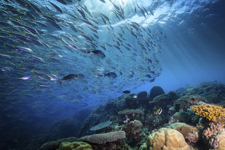 Underwater. Underwater Background Of The Ocean Bottom. Dark blue ocean surface seen from underwater. Underwater with fishes. Turquoise ocean water with sandy bottom underwater. undの写真素材
