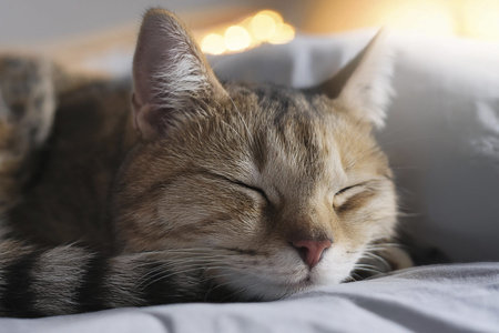 Cat sleeping in the bed. Two kittens are sleeping together on a bed.