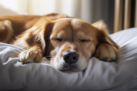 Dog sleeping in the bed. Sleeping together on a bed.の写真素材
