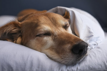 Cute dog sleeping on bed at home, closeup. Lovely petの写真素材