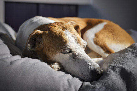 Dog sleeping on the bed in the morning. Close-up.の写真素材