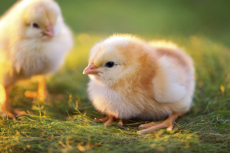 Chicken. Avian influenza. H5N1 and H5N2. Very Babys chicks at farm. Possible case transmitted to a...