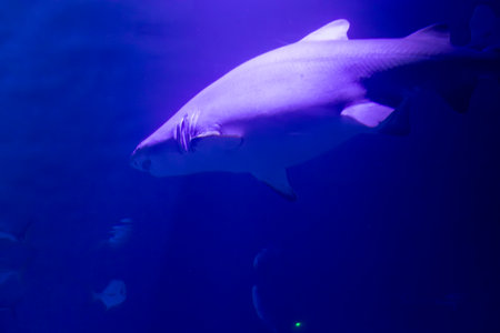 Underwater. Tropical fish swim underwater. Shot of a turtle and a jellyfish. Shark.の写真素材
