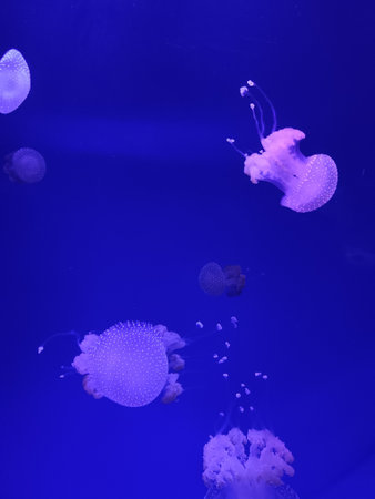 Underwater. Tropical fish swim underwater. Shot of a turtle and a crampfish swimming. Jellyfish....