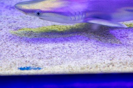 Underwater. Tropical fish swim underwater. Shot of a turtle and a jellyfish swimming. Jellyfish. Shark.の写真素材
