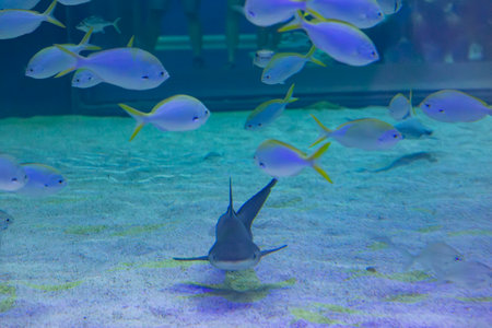 Underwater. Tropical fish swim underwater. Shot of a turtle and a crampfish swimming. Jellyfish. Shark. Oceanographic Aquarium of Valencia.の写真素材