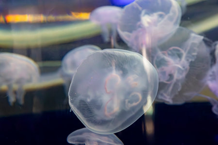 Underwater. Tropical fish swim underwater. Shot of a turtle and a crampfish swimming. Jellyfish. Shark. Oceanographic Aquarium of Valencia.の写真素材