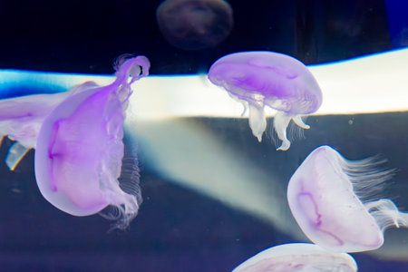 Underwater. Tropical fish swim underwater. Shot of a turtle and a crampfish swimming. Jellyfish. Shark. Oceanographic Aquarium of Valencia.の写真素材