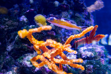 Underwater. Tropical fish swim underwater. Shot of a turtle and a crampfish swimming. Jellyfish....
