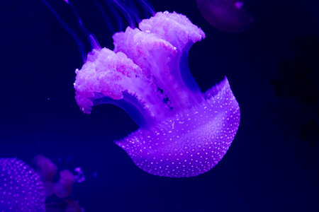 Underwater. Tropical fish swim underwater. Shot of a turtle and a crampfish swimming. Jellyfish....