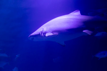 Underwater. Tropical fish swim underwater. Shot of a turtle and a jellyfish swimming. Jellyfish. Shark.の写真素材