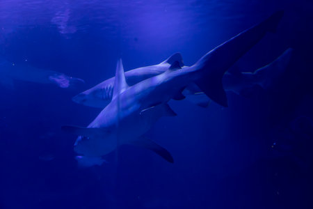 Underwater. Tropical fish swim underwater. Shot of a turtle and a crampfish swimming. Jellyfish. Shark. Oceanographic Aquarium of Valencia.の写真素材