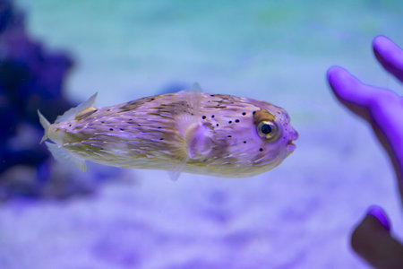 Underwater. Tropical fish swim underwater. Shot of a turtle and a crampfish swimming. Jellyfish. Shark. Oceanographic Aquarium of Valencia.の写真素材