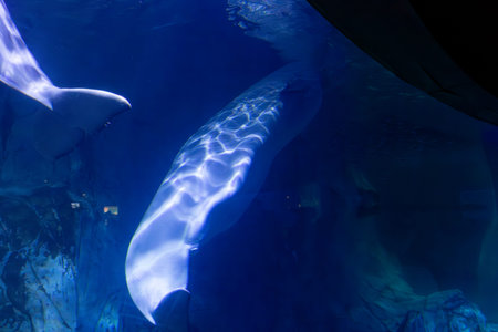 Underwater. Tropical fish swim underwater. Shot of a turtle and a crampfish swimming. Jellyfish....