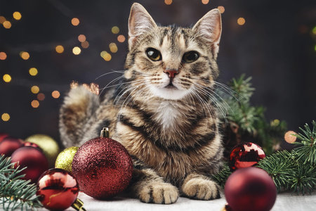 Cat with Christmas decorations. Merry Christmas text. Happy cat in a santa hat on the background of a winter landscape. Banner. Copyspace, place for your text. Merry Christmas.