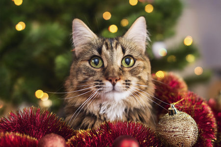 Cat with Christmas decorations. Merry Christmas text. Happy cat in a santa hat on the background of a winter landscape. Banner. Copyspace, place for your text.