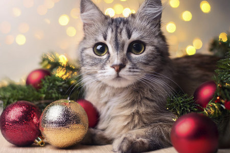 Cat with Christmas decorations. Merry Christmas text. Happy cat in a santa hat on the background of a winter landscape. Banner. Copyspace, place for your text. Merry Christmas.