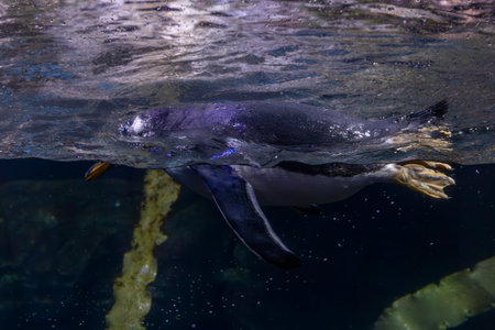 Penguin. Underwater view of a swimming and a resting penguins. King penguin Aptenodytes patagonicus in captivity. penguinsの写真素材