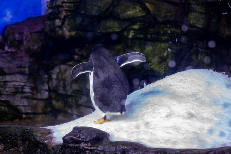 Penguin. Underwater view of a swimming and a resting penguins in The Oceanographic, City of Arts and Sciences, Valencia. King penguin Aptenodytes patagonicus in captivity. penguinsの写真素材
