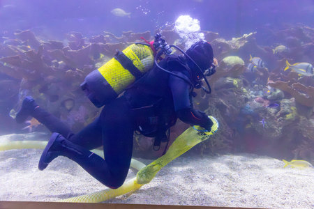 Diver. Diver cleaning a large aquarium with fish and sharks inside. Scuba diving safety stop. Diver diving towards the sun and the boat in the background underwater.の写真素材
