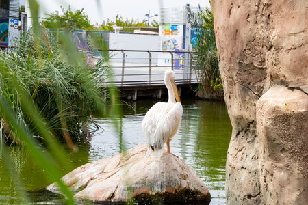 Pelican. Happy pelican. Pelican stands on a rock with a beautiful blue lake. A tropical serene lake scene.の写真素材