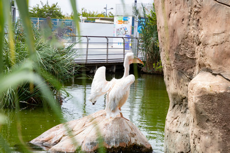 Pelican. Happy pelican. Pelican stands on a pier with a beautiful exotic sea. A tropical serene pier scene.の写真素材