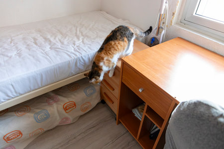 Cat. Portrait of a cat. Young three-colored cat lying on the floor. Cat sitting on the floor. Beautiful multi-colored cat in a house.の写真素材