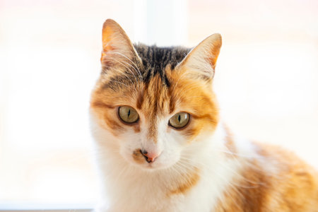 Cat. Portrait of a cat. Young three-colored cat lying on the floor. Cat sitting on the floor. Beautiful multi-colored cat in a house.の写真素材