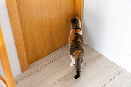 Cat. Portrait of a cat. Young three-colored cat lying on the floor. Cat sitting on the floor. Beautiful multi-colored cat in a house. Cat eating. Cat using the scratcher for nails.の写真素材