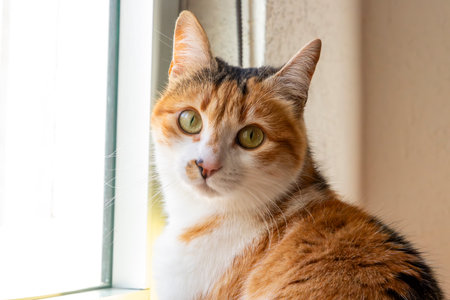 Cat. Portrait of a cat. Young three-colored cat lying on the floor. Cat sitting on the floor. Beautiful multi-colored cat in a house.の写真素材