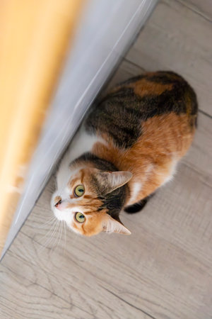 Cat. Portrait of a cat. Young three-colored cat lying on the floor. Cat sitting on the floor. Beautiful multi-colored cat in a house. Cat eating. Cat using the scratcher for nails.の写真素材