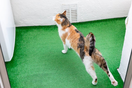Cat. Portrait of a cat. Young three-colored cat lying on the floor. Cat sitting on the floor. Beautiful multi-colored cat in a house. Cat eating. Cat using the scratcher for nails.の写真素材