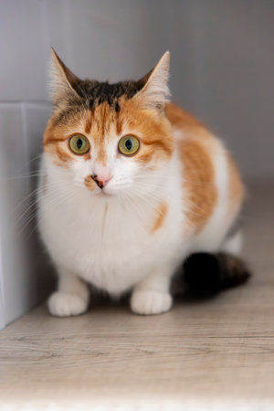 Cat. Portrait of a cat. Young three-colored cat lying on the floor. Cat sitting on the floor. Beautiful multi-colored cat in a house. Cat eating. Cat using the scratcher for nails.の写真素材