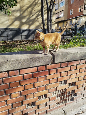 Cat. Stray cat with a collar on the street. brown catの写真素材